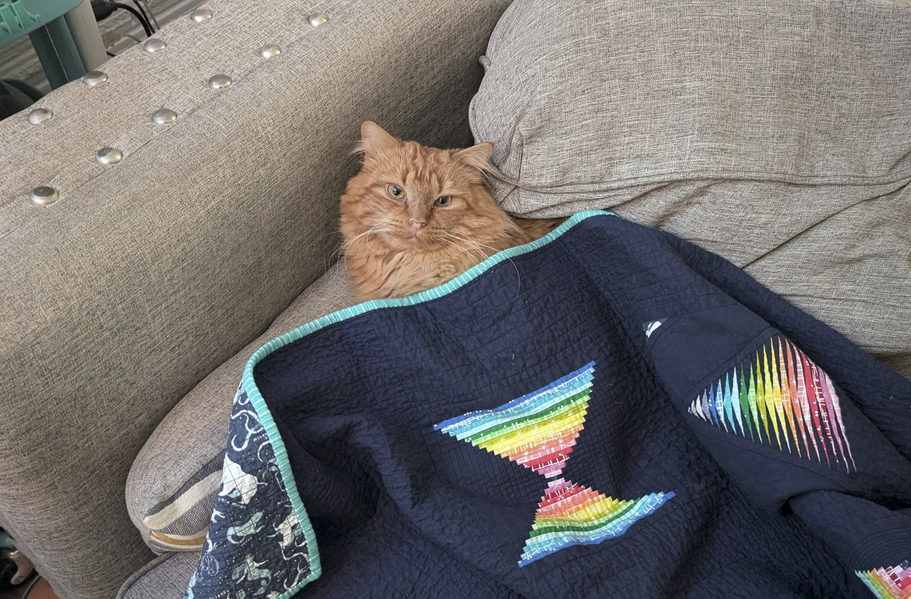 Giant orange cat laying under a quilt